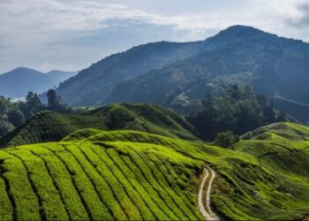$10 Billion African Development : Magdalene Launches Health, Wellness, Research, Technology & Sport City On Nigeria’s Mambilla Plateau ln Taraba State.