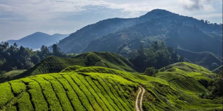 $10 Billion African Development : Magdalene Launches Health, Wellness, Research, Technology & Sport City On Nigeria’s Mambilla Plateau ln Taraba State.
